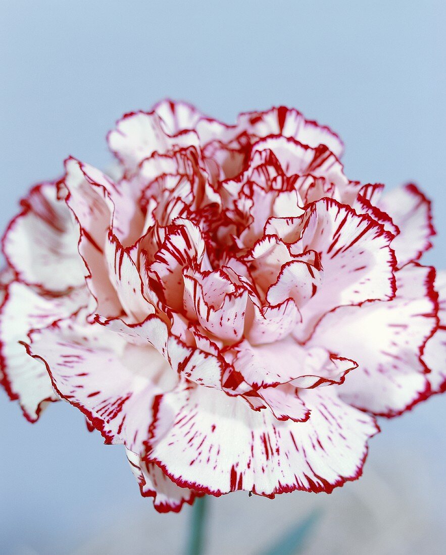 Red and white carnation