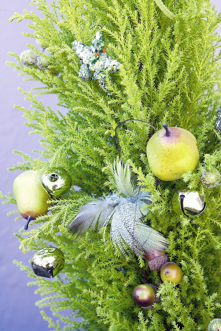 Monterey-Zypresse weihnachtlich geschmückt