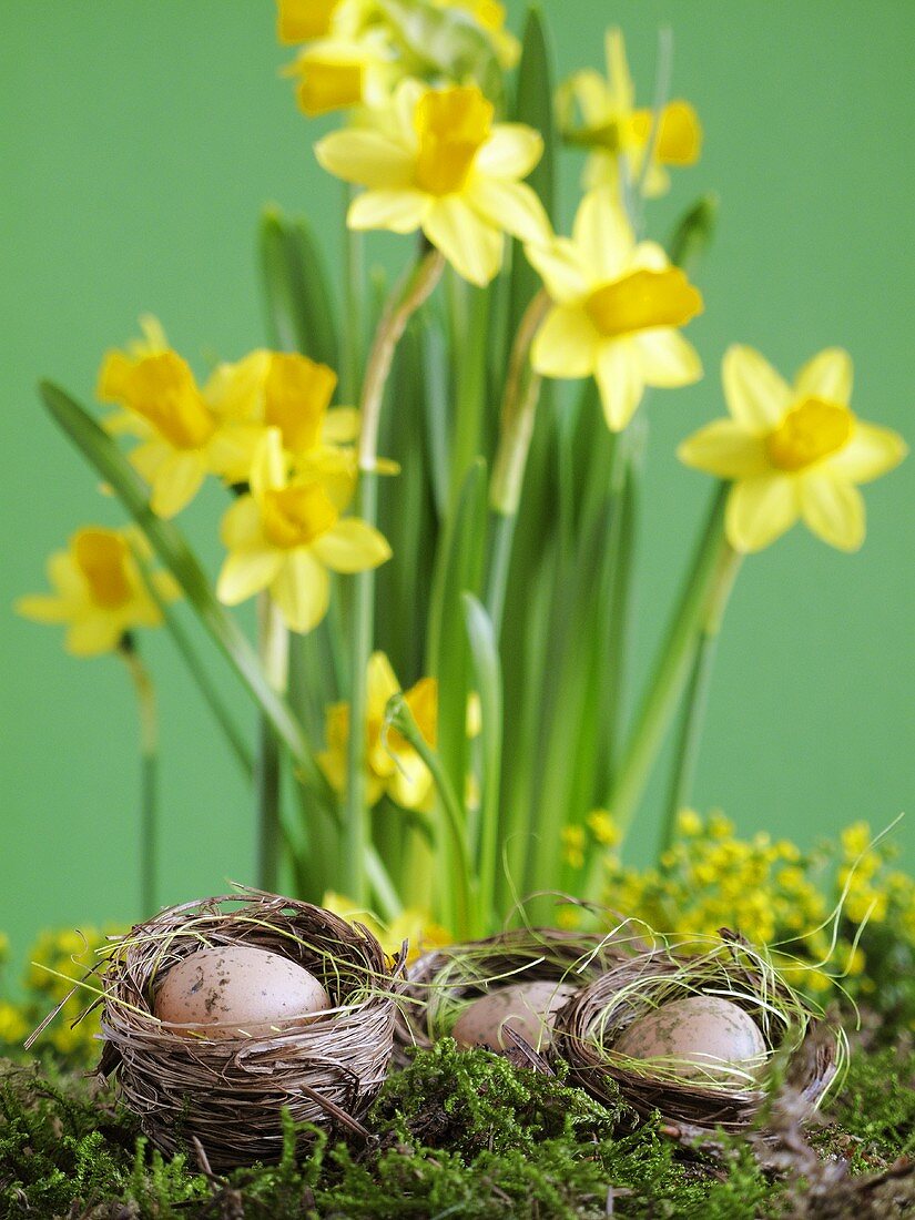 Easter decoration with narcissi and Easter nests