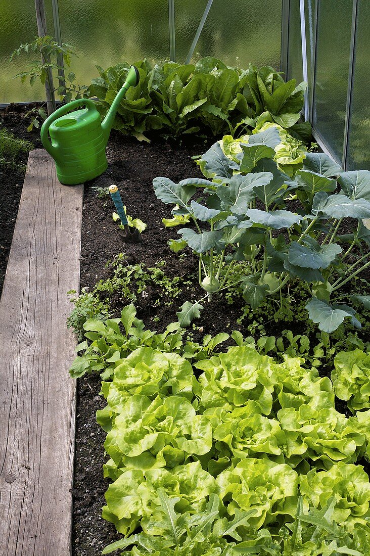 Salat und Gemüse im Gewächshaus