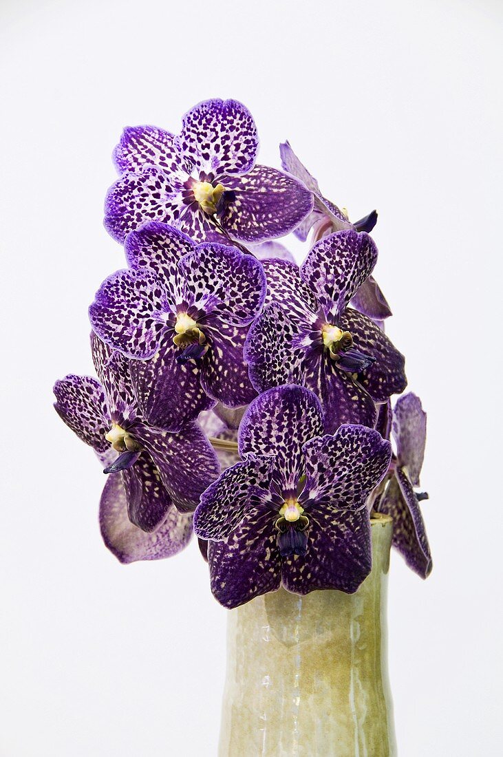 Purple orchids ('Wanda') in vase