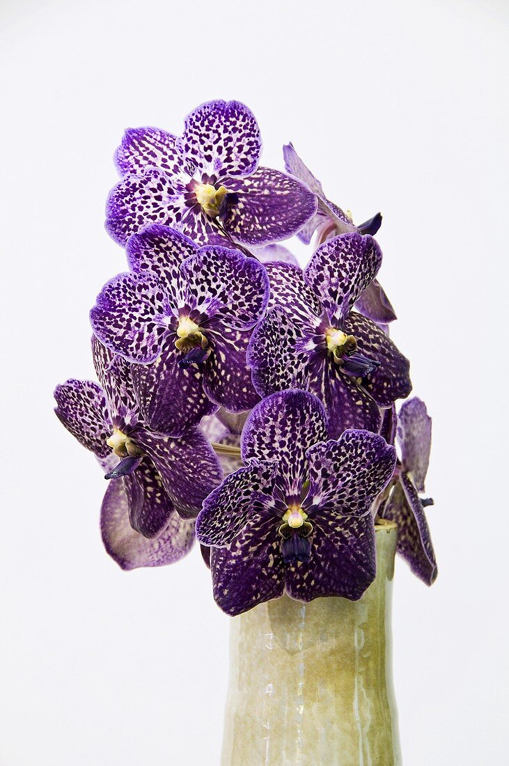 Violette Orchideen 'Wanda' in Vase