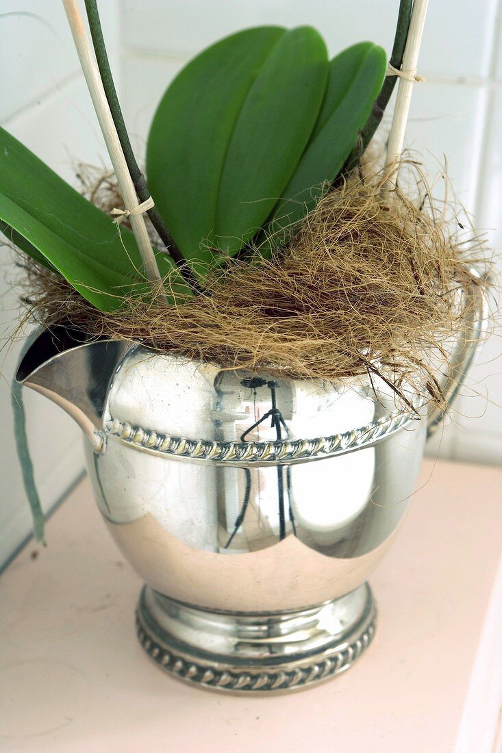 Orchid in silver jug