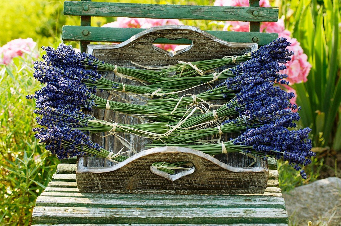Bunches of lavender on a tray in garden