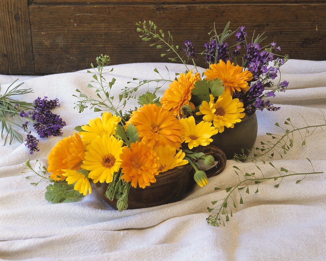 Heilpflanzen (Ringelblume, Lavendel, Hirtentäschel)