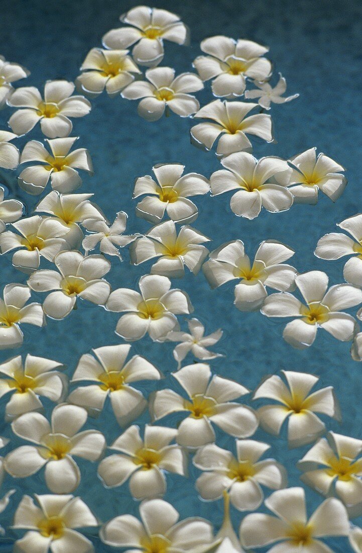 Frangipani-Blüten im Wasser eines Spa-Bades (Malediven)