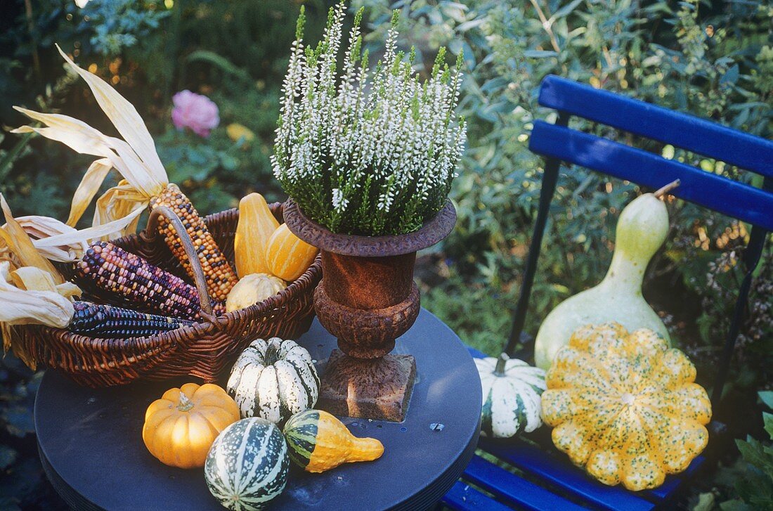 Herbstdeko: Kleine Kürbisse und Ziermais auf Gartentisch