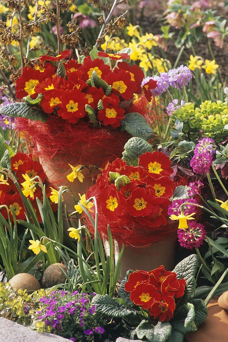 Colourful spring flowers (primulas, narcissi etc.) in garden
