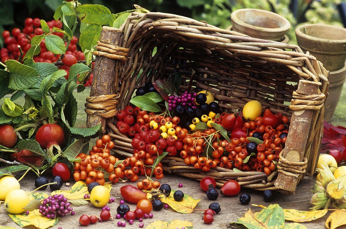 Korb mit verschiedenen Beeren und Früchten als Herbstdeko