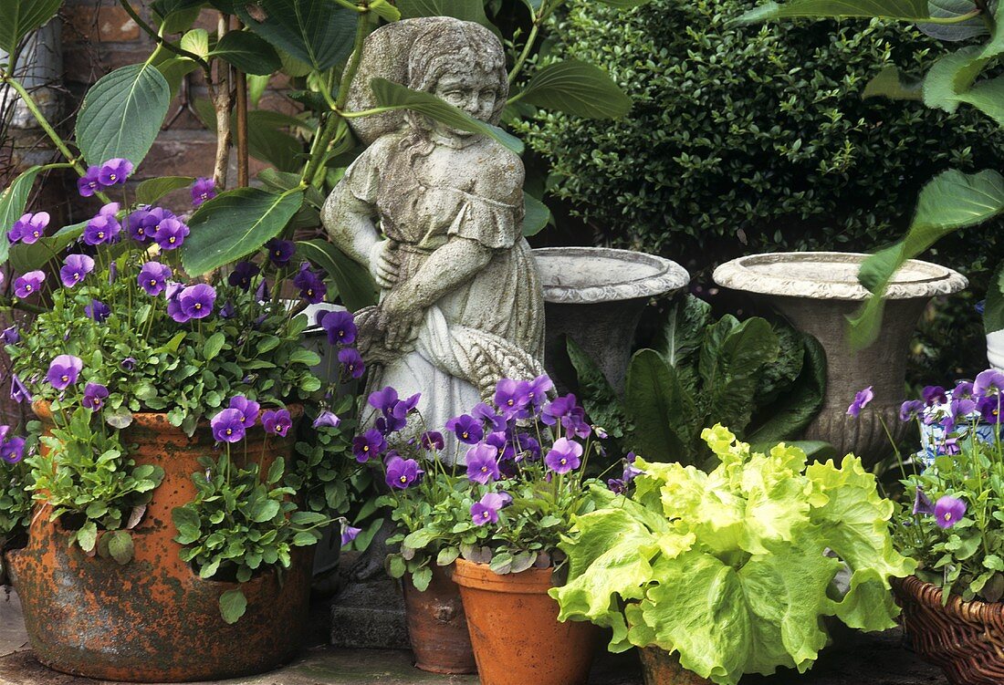 Garden decoration: purple pansies & lettuce in terracotta pots