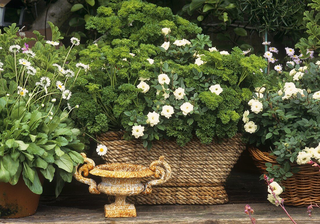Parsley, groundcover rose and daisies in containers