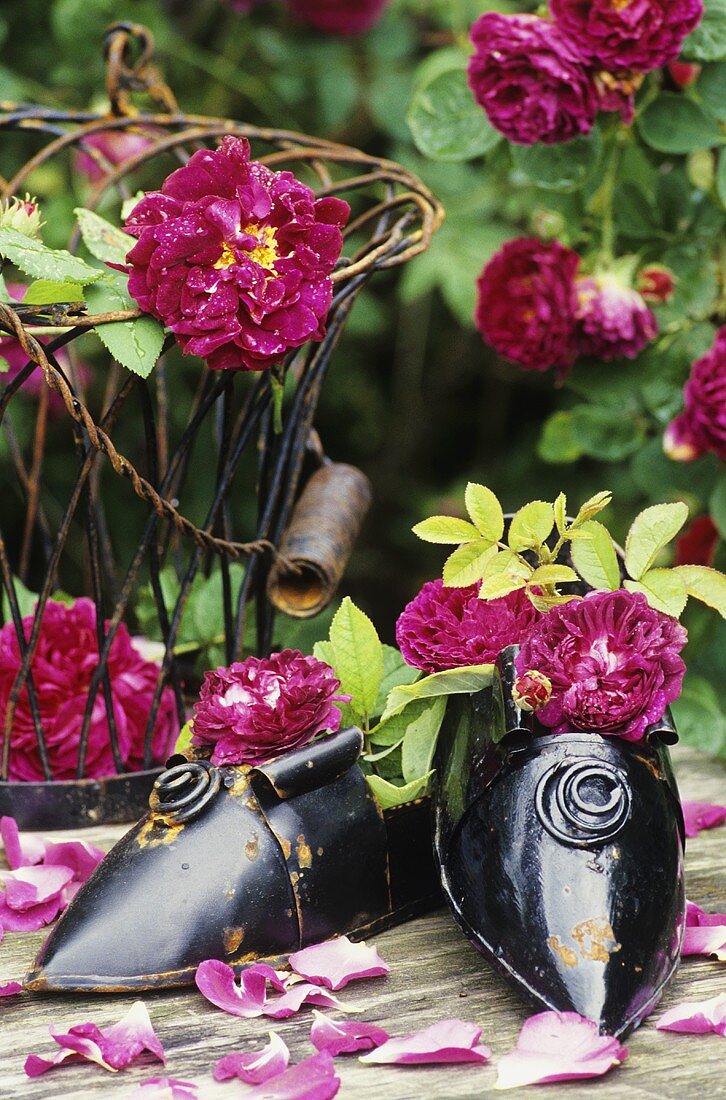 Garden decoration: iron shoe planters, wire basket, roses