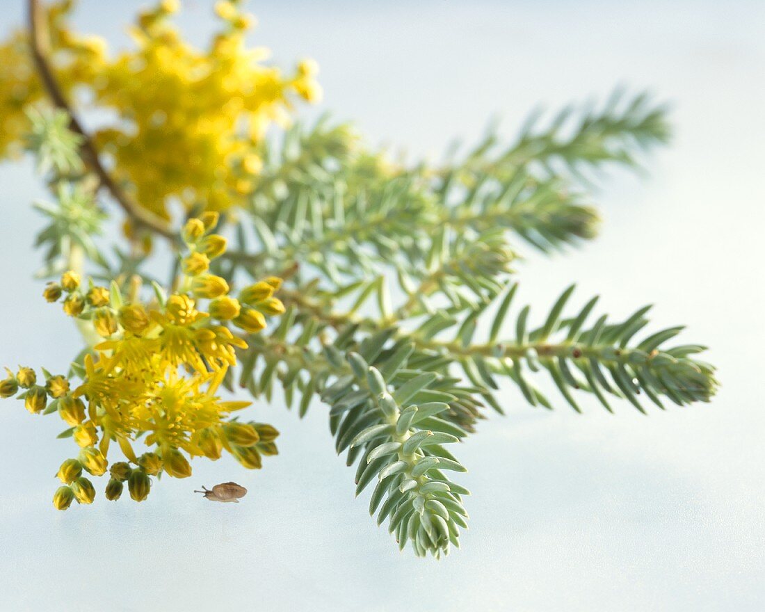 Tripmadam (Sedum reflexum)