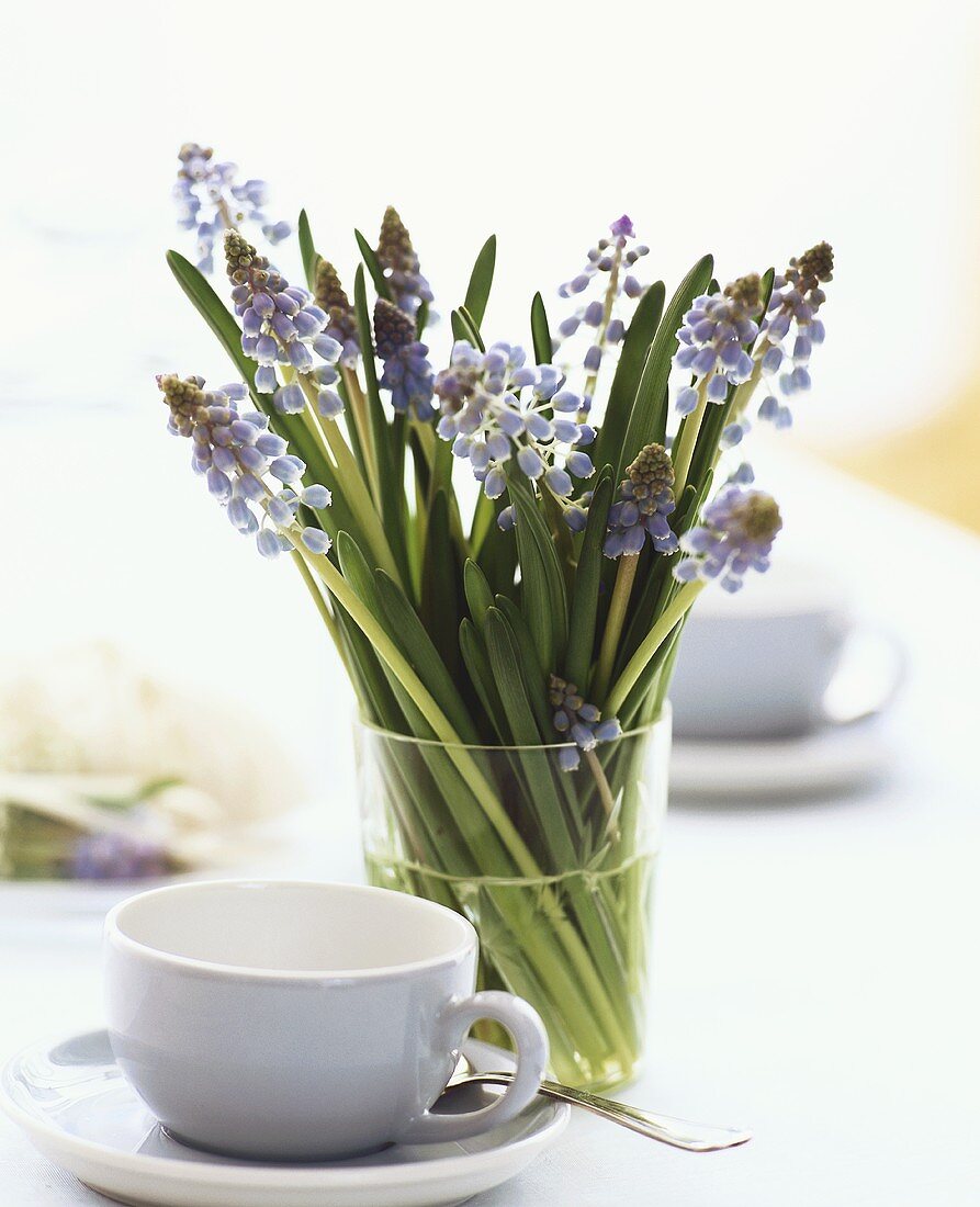 A bunch of grape hyacinths in a glass of water
