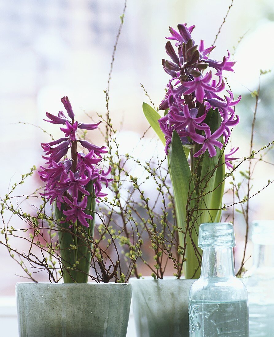 Two hyacinths with spiraea twigs