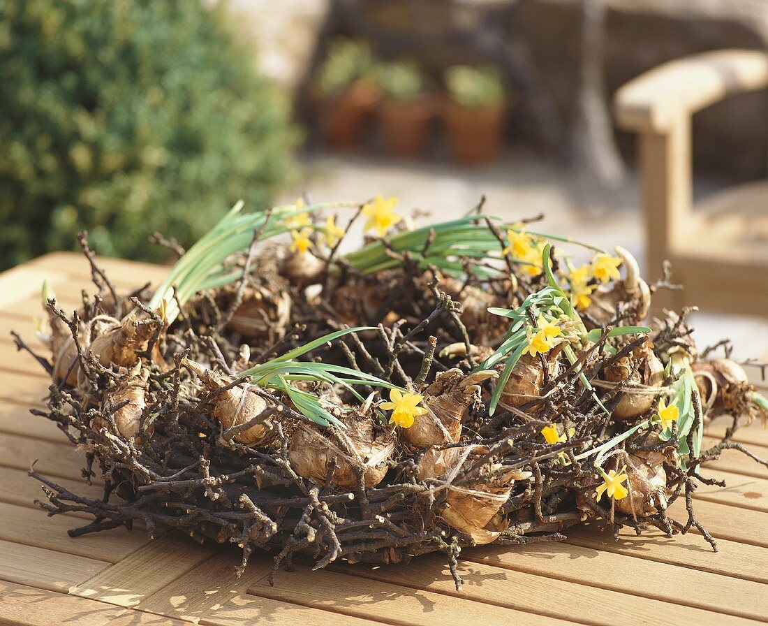 Table wreath with narcissus bulbs
