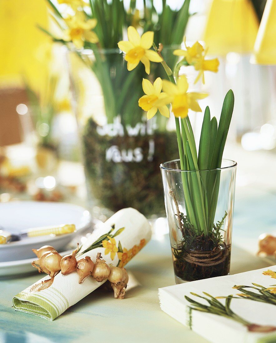 Narcissus plants and napkin ring of narcissus bulbs