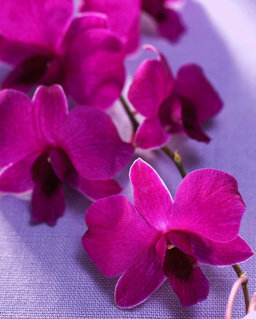 Violette Orchideenblüten