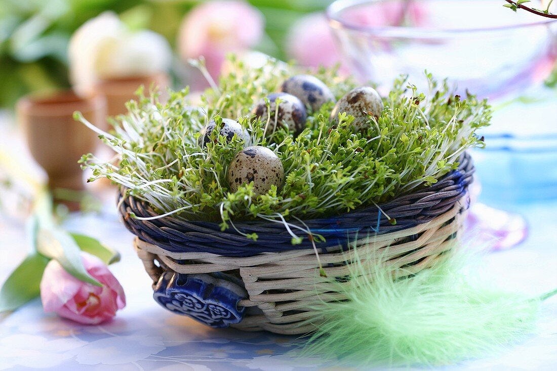 Easter nest with cress and quail's eggs