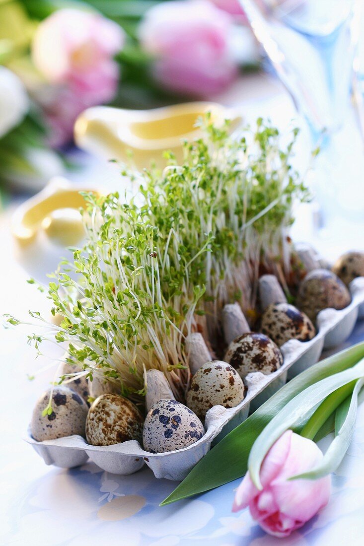 Cress and quail’s eggs in egg box