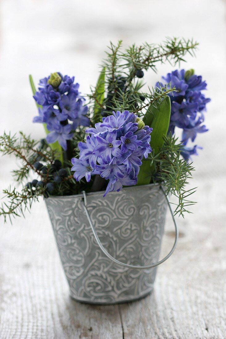 Hyacinths and juniper sprigs in a metal vase