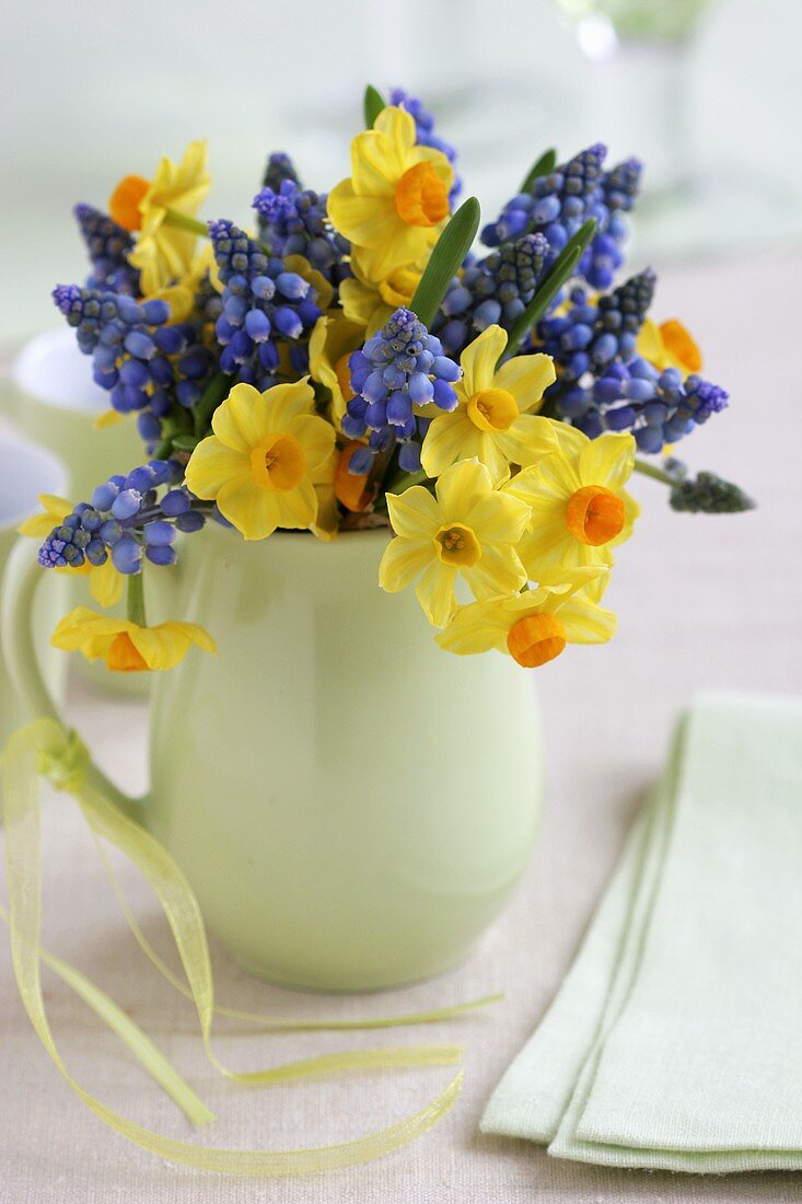 Narcissi and grape hyacinths in milk jug