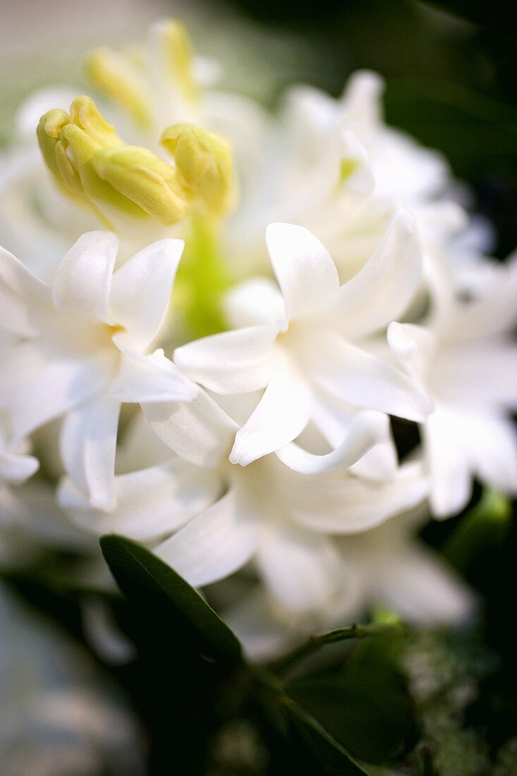 A white hyacinth