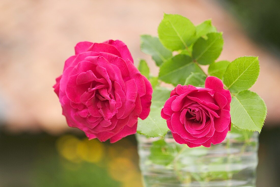 Zwei Rosen in einer Vase