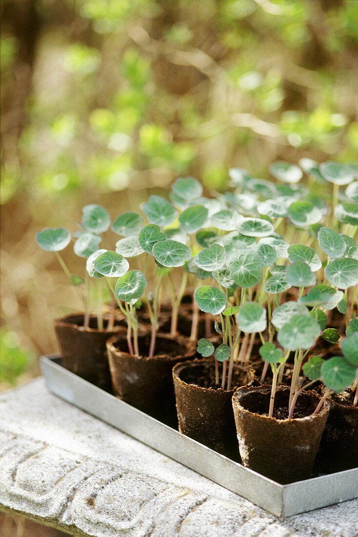 Young nasturtium plants in pots