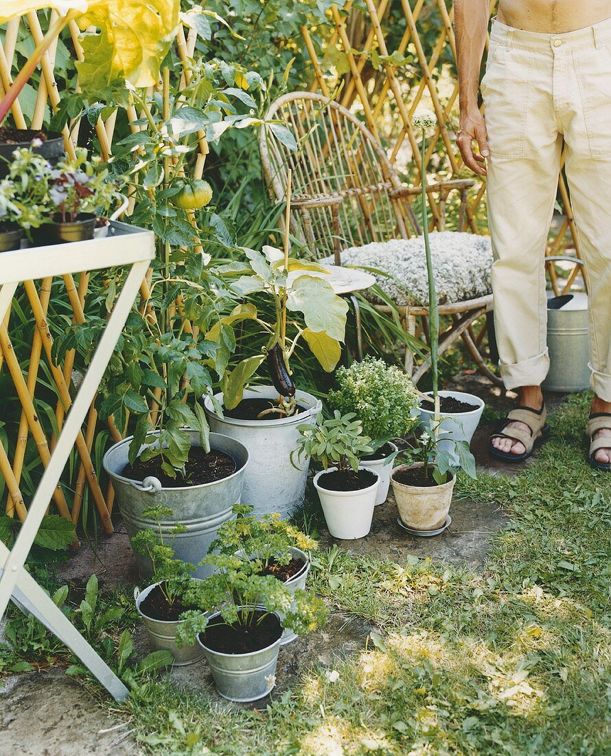 Kräuter und Gemüse im Garten