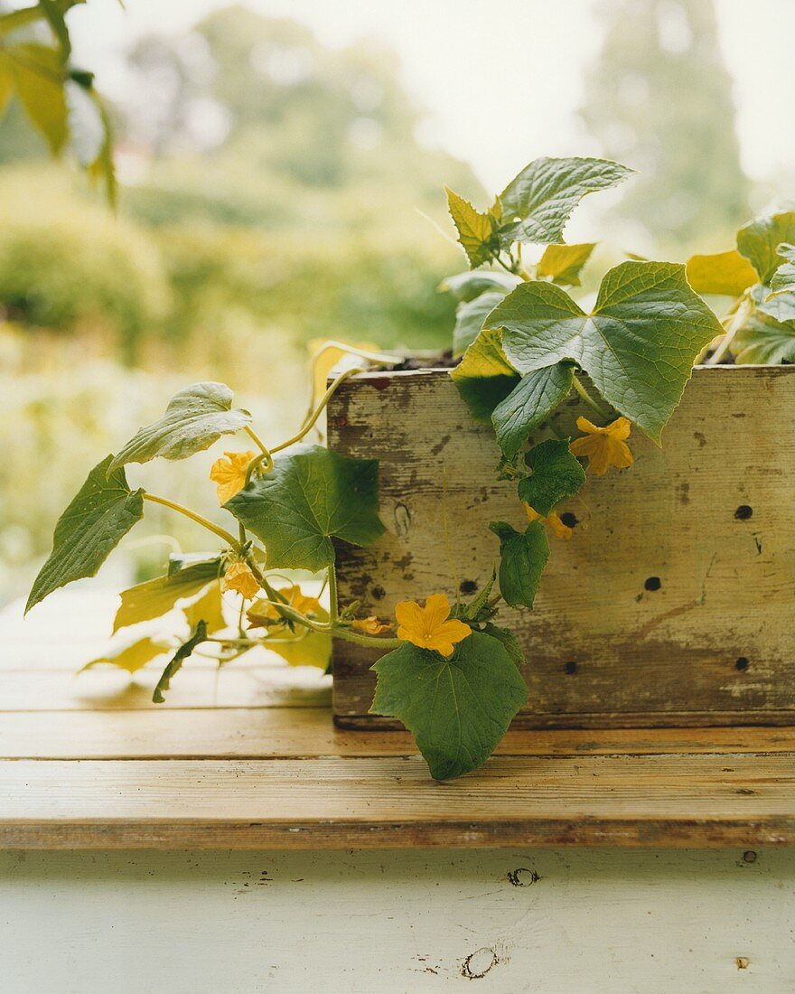 A cucumber plant in a container