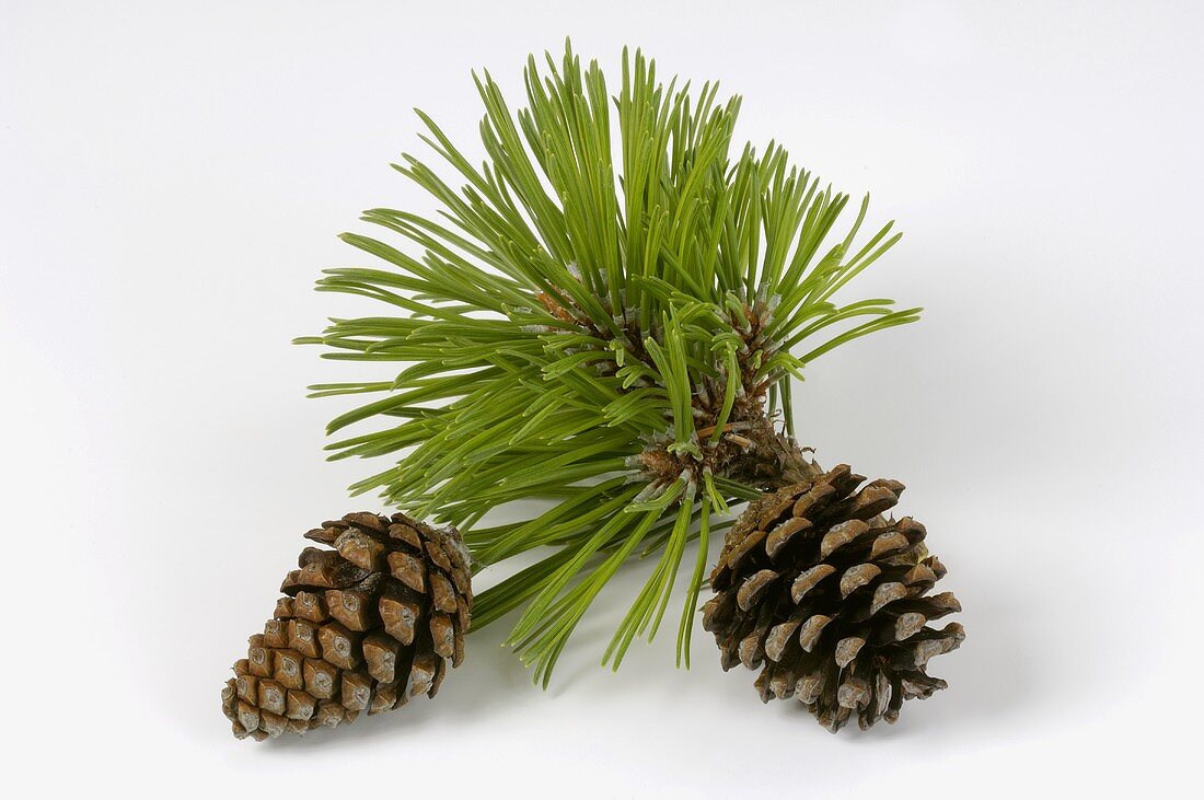 Swiss mountain pine with cones