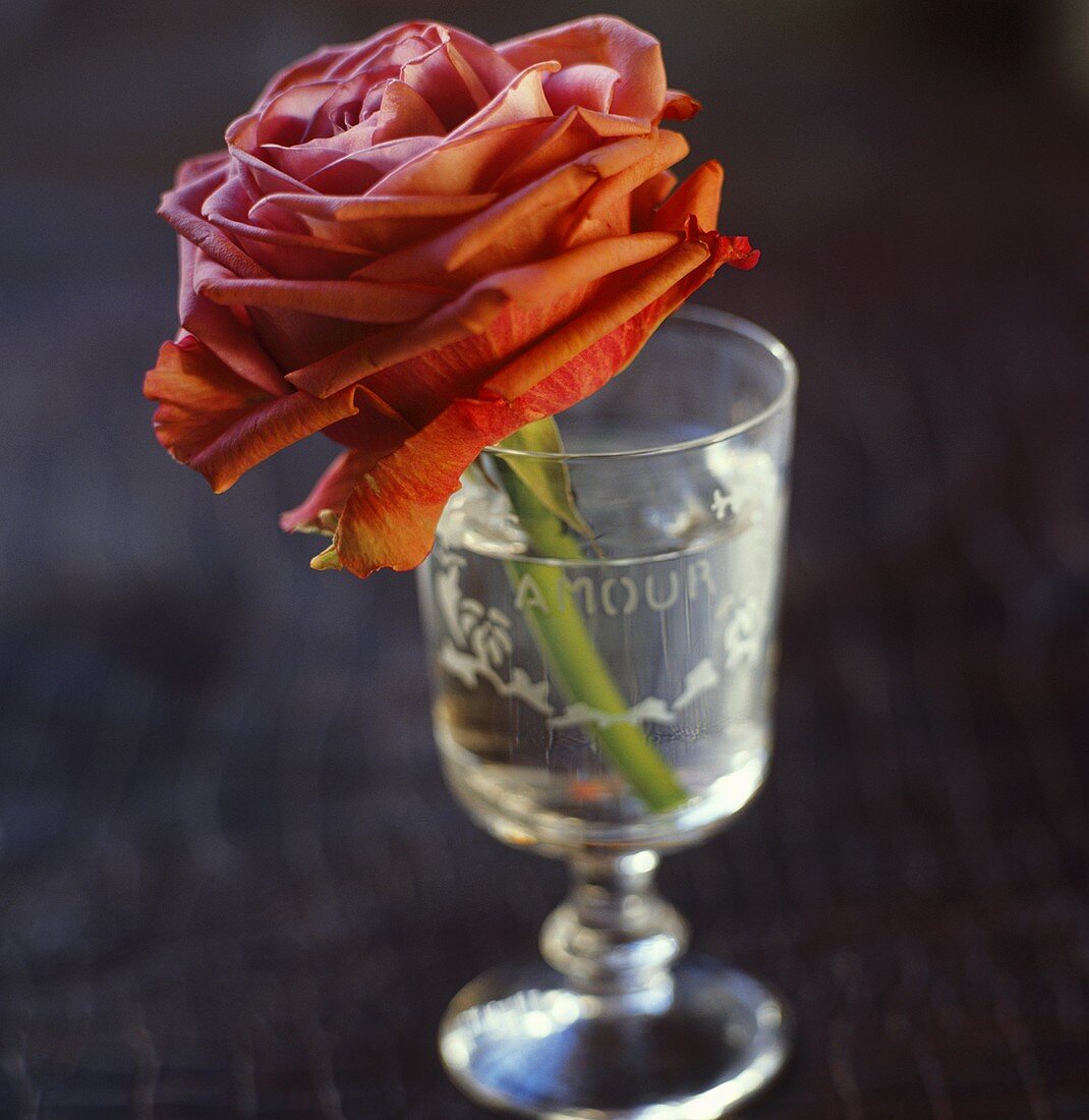 Eine Rosenblüte in einem Gläschen