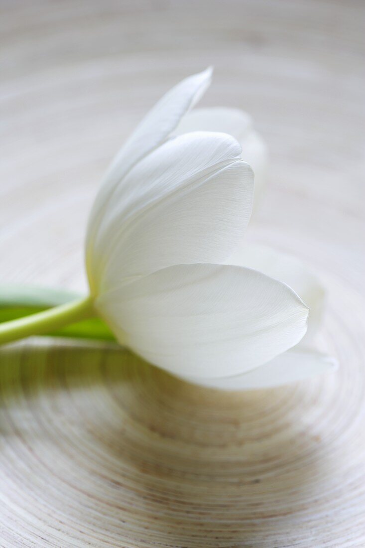 A white tulip