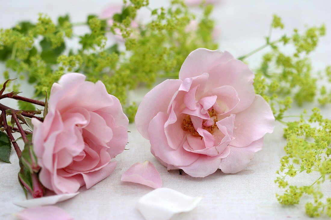 Zwei Rosenblüten & Frauenmantel