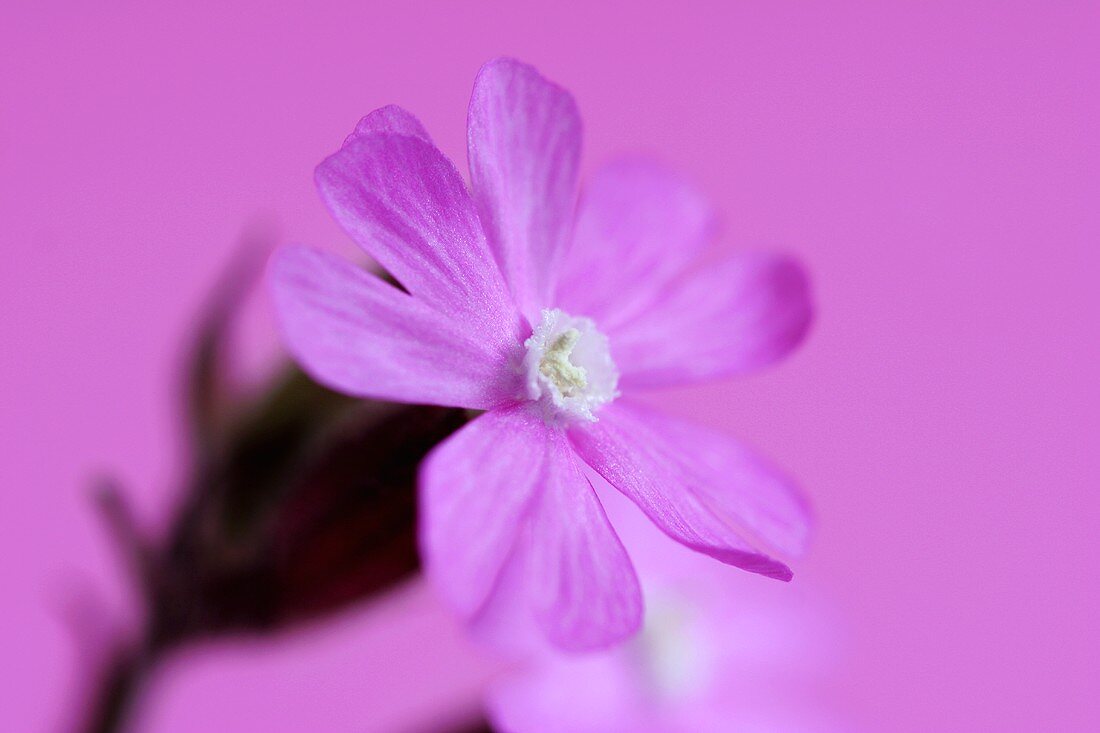 Pink coleus flower
