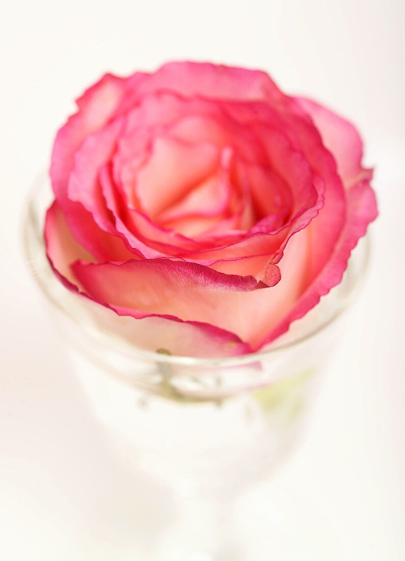 Eine Rosenblüte in einem Glas Wasser