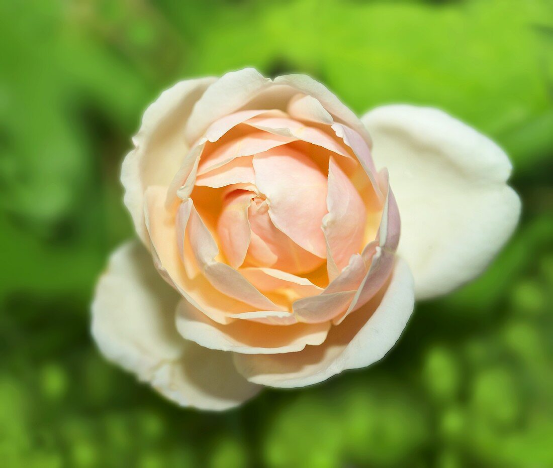 Eine lachsfarbene Rosenblüte
