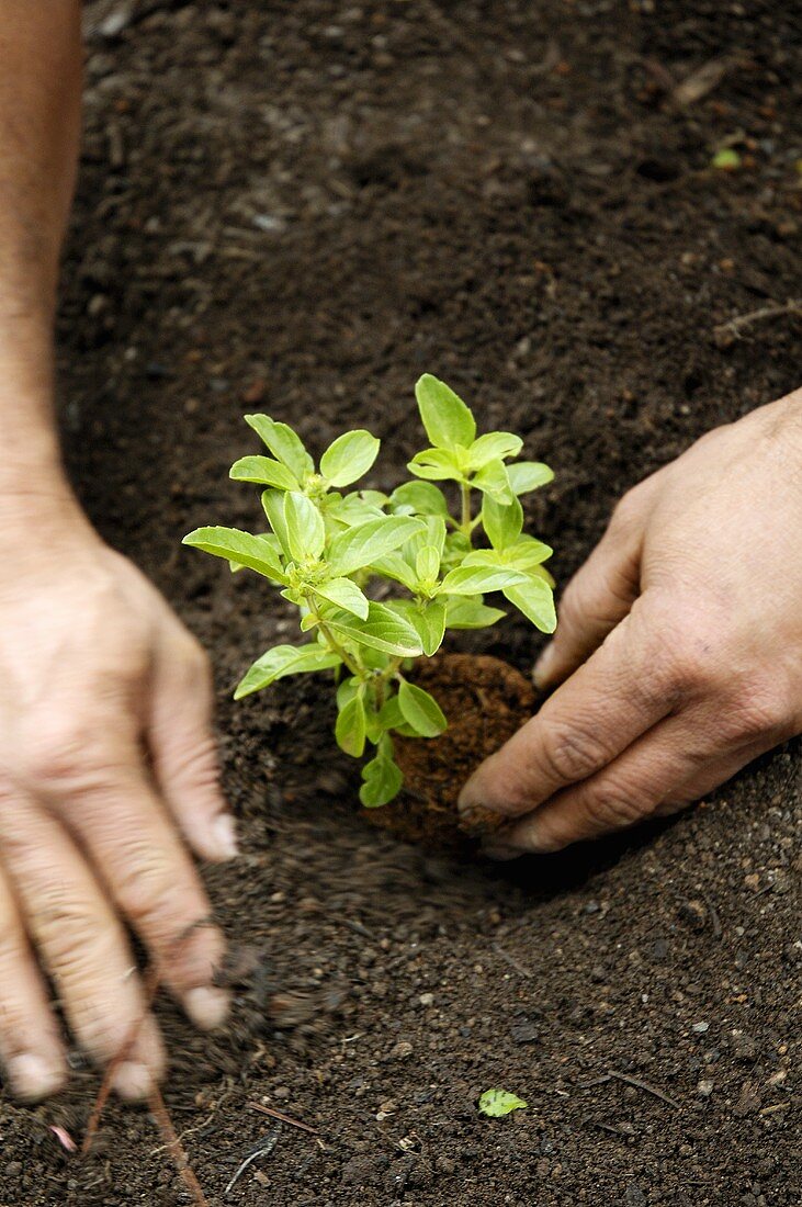 Planting basil