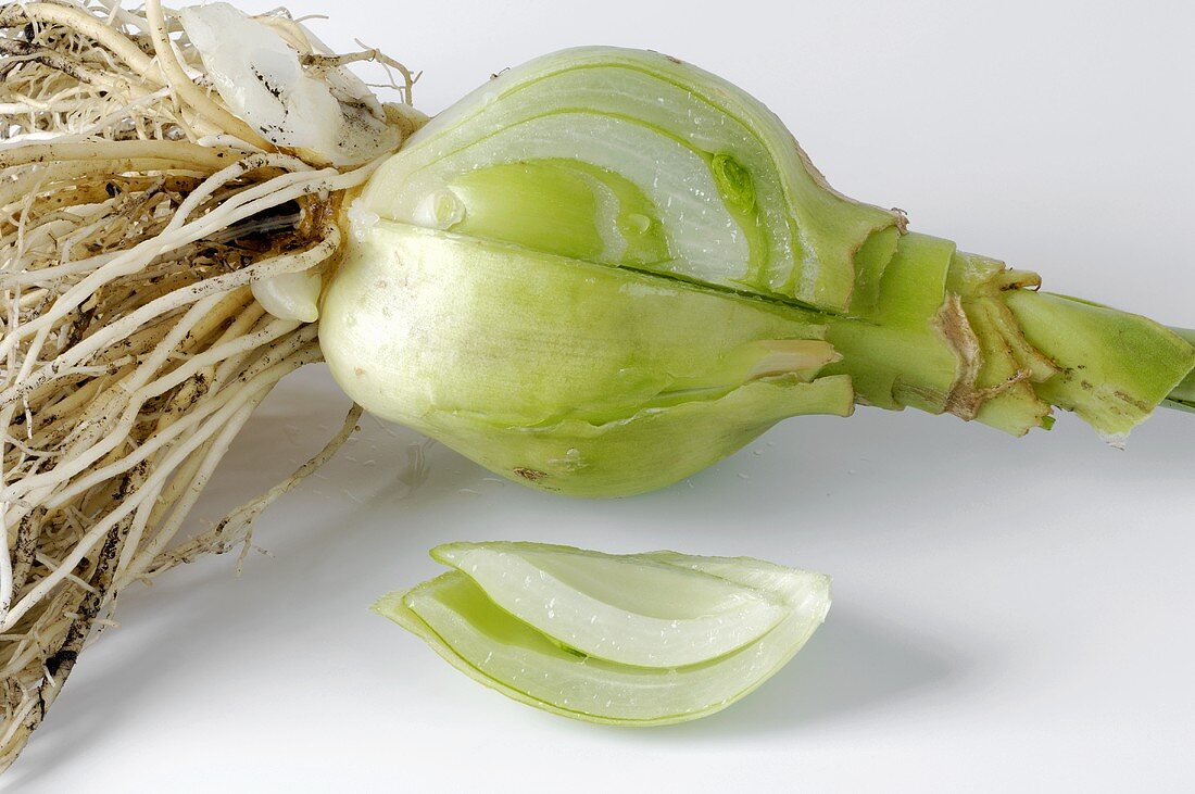 False sea onion (Ornithogalum caudatum)