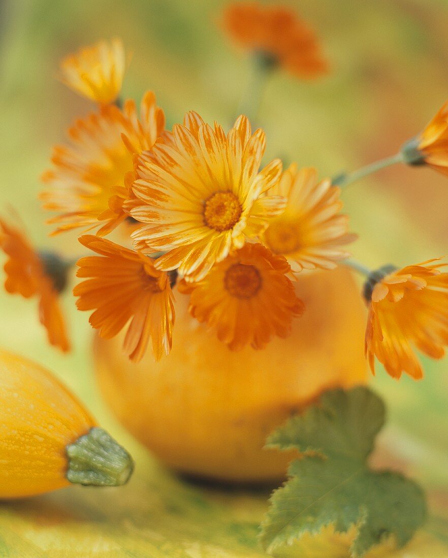 Marigolds in pumpkin vase