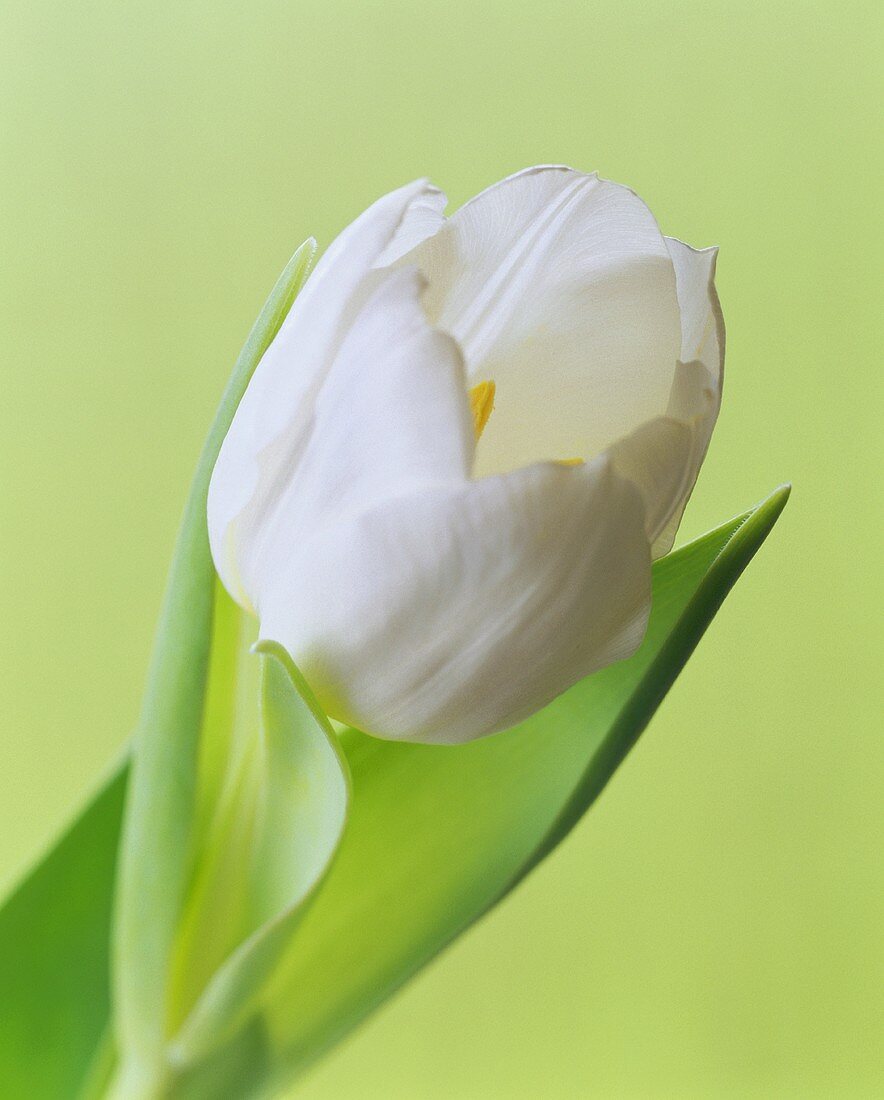 Eine weiße Tulpe