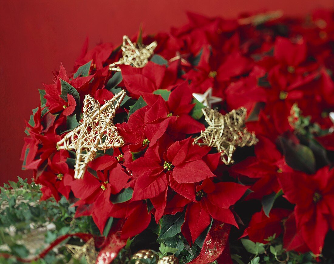 Roter Weihnachtsstern mit goldenen Sternen