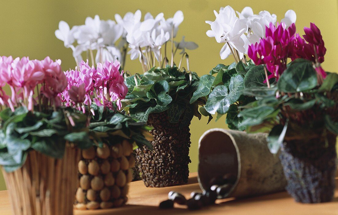 White and pink cyclamen in different pots