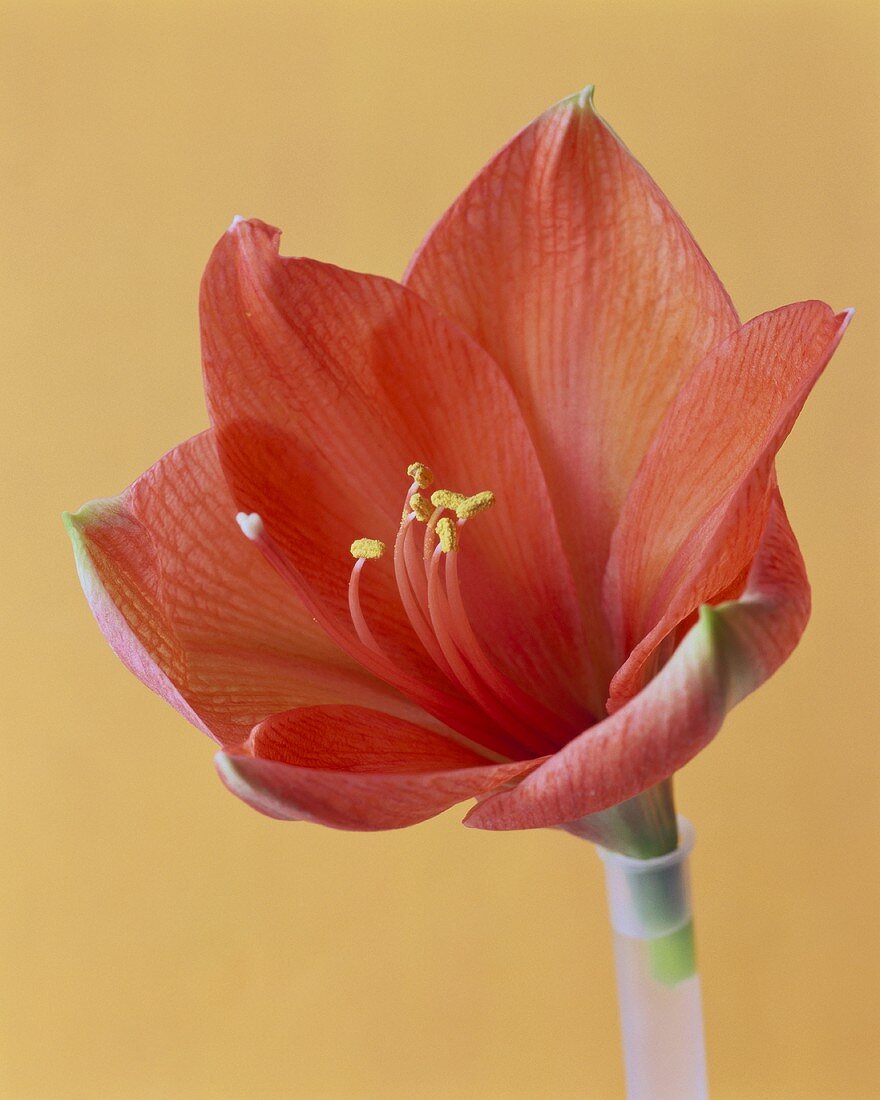 A salmon-pink amaryllis flower