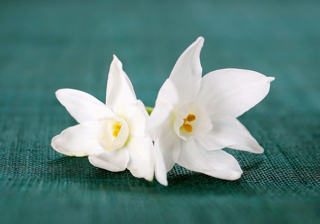 Two white narcissus flowers
