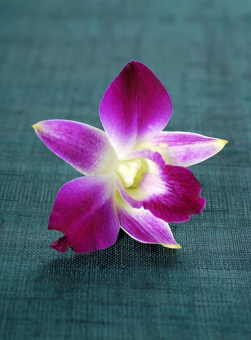 Eine Lila Orchideenblüte