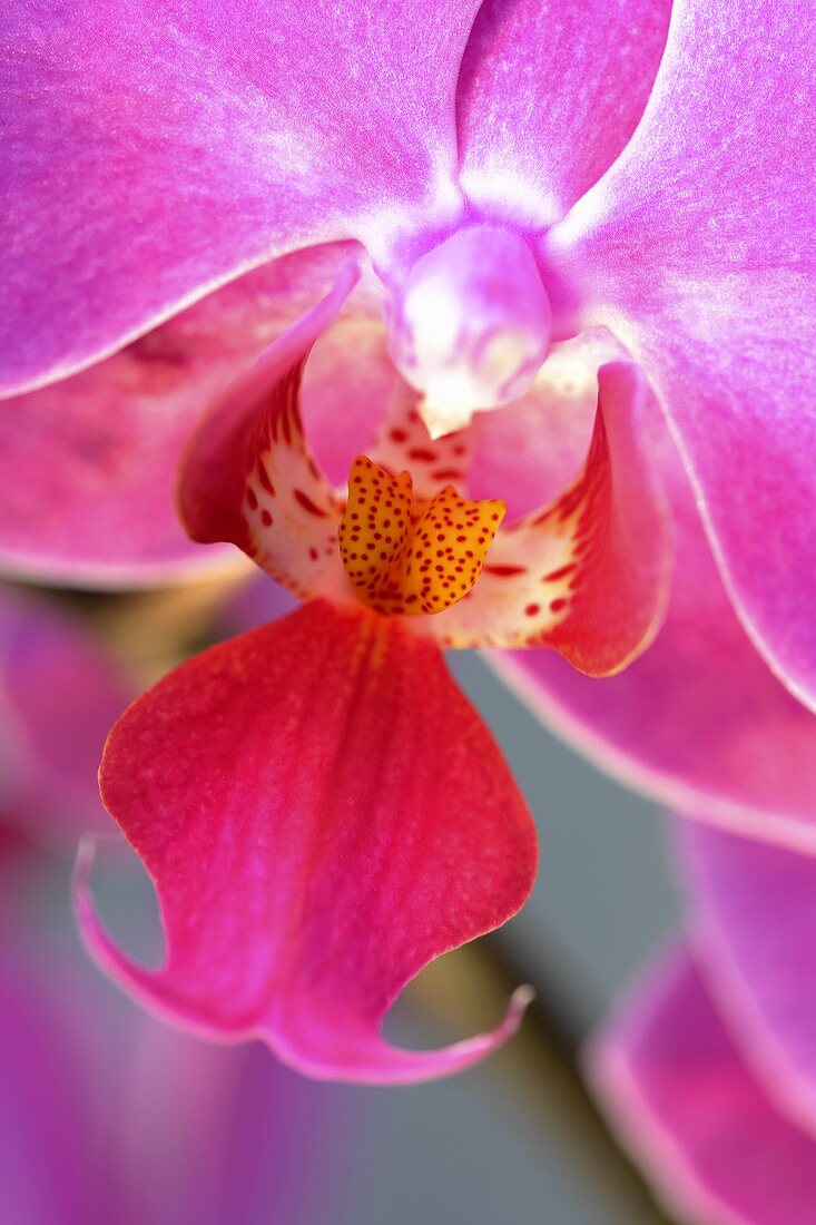 Eine rosa Orchideenblüte