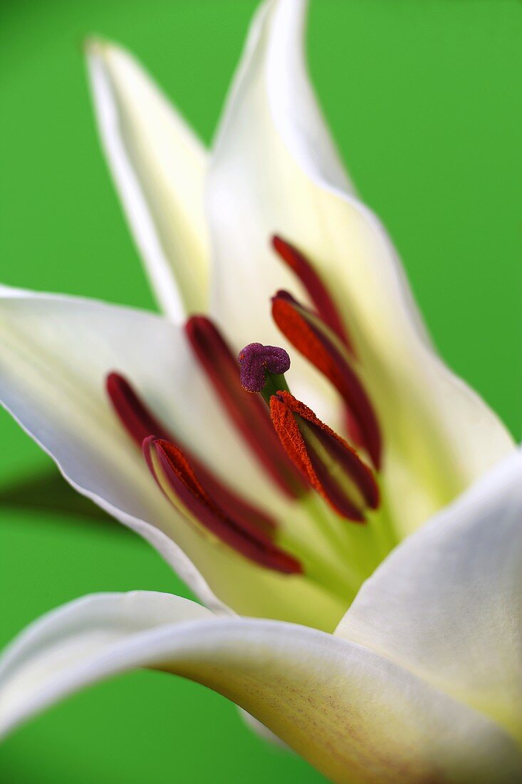 A white lily