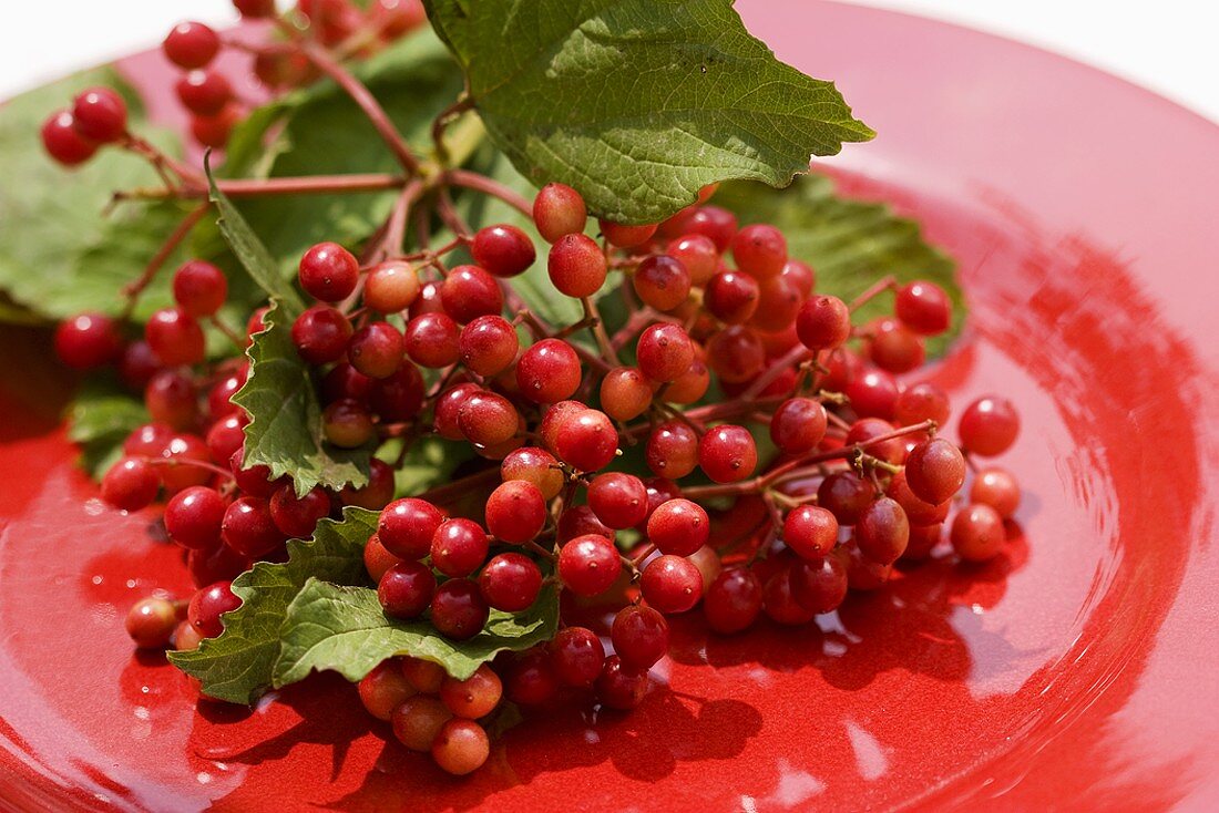Guelder rose berries on red plate